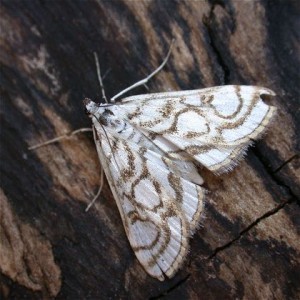 Aquatic Plant Pests and Diseases - brown china mark moth