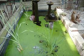 Coping with Algae in Garden Ponds