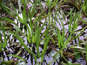 water soldier (Stratiotes aloides)