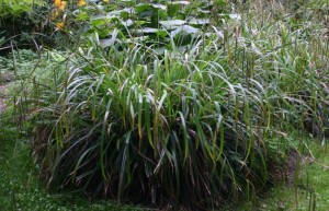 pendulous sedge (Carex pendula)