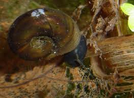 Molluscs, Amphibians, Reptiles and Snails - Planorbis corneus