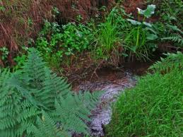 Planting a Streamside