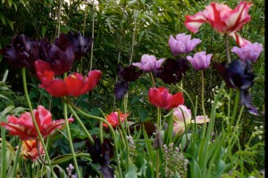 Planting a Bog Garden