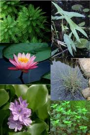 Choosing Water Garden Plants