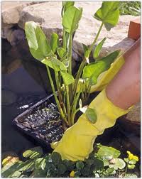 Stocking the Garden Water Feature