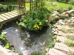 Designing Water Features for Success - keeping fish happy