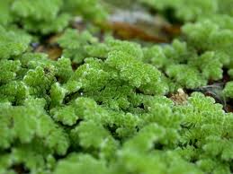 Designing Water Features for Success - Azolla caroliniana