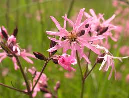 The Water Meadow - Lychnis flos-cuculi