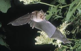 bats - wild garden at night