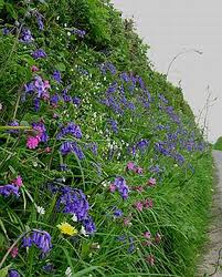 hedgerows for wildlife