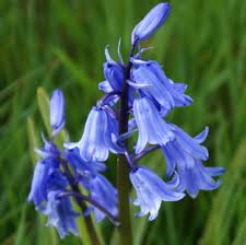 Wildlife Gardening - The Woodland Edge - bluebells