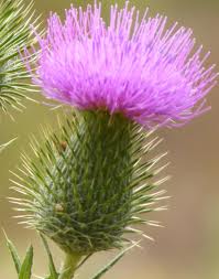 planting and growing native plants - Onopordum acanthium