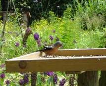 wildlife garden - importance of garden habitats