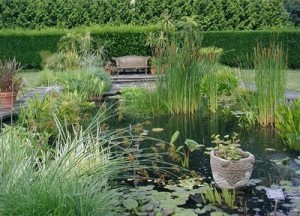 Planning a Wildlife Garden