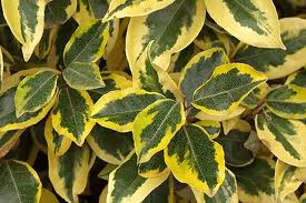 Elaeagnus - Beautiful Gardens