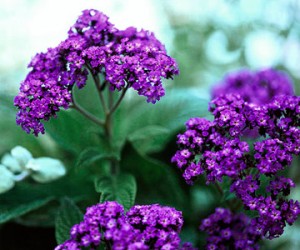 Useful Flowering and Scented Plants - Heliotrope