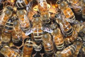 colony of honey bees