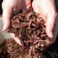 benefits of wildlife in the garden - worms