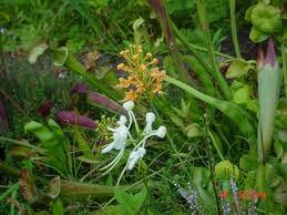 Bog Gardens for the Garden Enthusiast