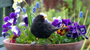 Wildlife in the Garden 