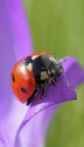 Wildlife in the Garden 