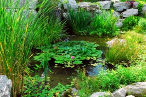 Water Garden Features to Encourage Wildlife