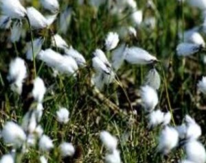 Eriophorum angustifolium