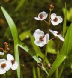 Sagittaria sagittifolia