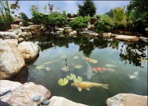 koi fish ponds