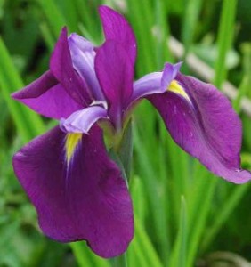 Iris ensata