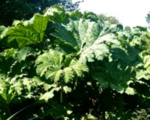 Gunnera manicata