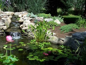 Garden Ponds and Waterfalls