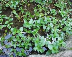 Water Garden Plants - Veronica beccabunga