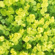 Water Garden Plants - Lysimachia nummularia 'Aurea'