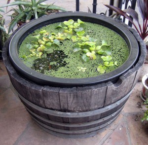 Water Container Gardening - Calendar of Care