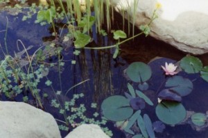 Water Features - Keeping Water Clear