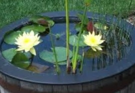 Container Water Gardening - Water Features