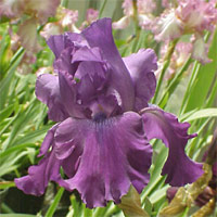 Bearded Iris