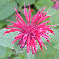 Bee Balm