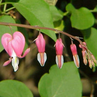 Bleeding Heart