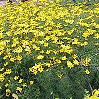 Coreopsis