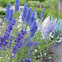 Delphinium