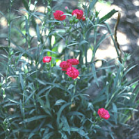 Dianthus