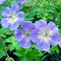 Geranium