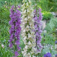 Foxglove