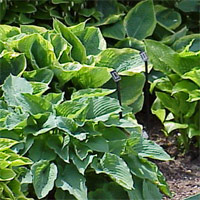 Hosta