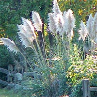 Ornamental Grasses