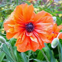 Oriental Poppy