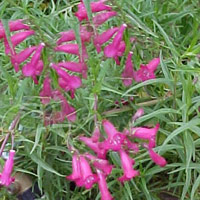 Penstemon