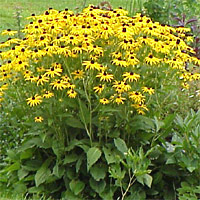 Rudbeckia